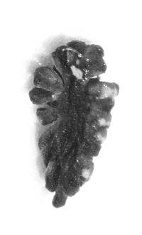 Psidium acutangulum image